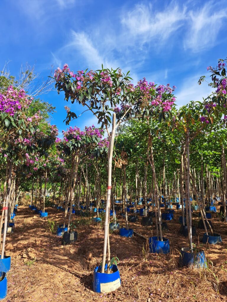 Biodiversidade Urbana: Atraindo Pássaros e Borboletas - inspiração