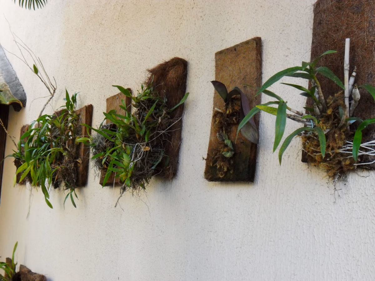 Orquídeas Fixadas em Placas de Xaxim Ecológico: Sustentabilidade e Beleza - ideia