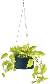 Jardim Vertical Indoor: Integre Seus Fios em Arranjos de Plantas Suspensas - inspiração