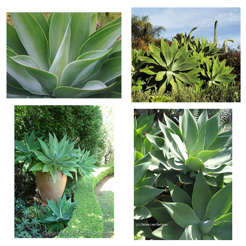 Agaves Modernos: Formas Geométricas que Esculpem a Paisagem - detalhe