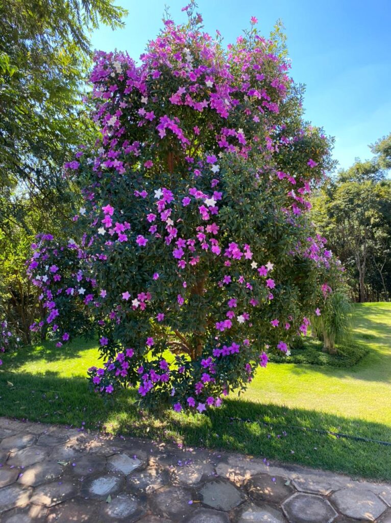 Biodiversidade Urbana: Atraindo Pássaros e Borboletas - detalhe