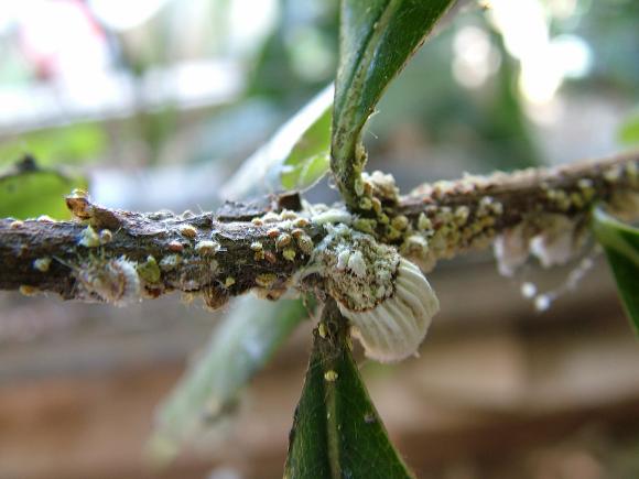 Com Cravo-da-Índia: Um Aroma que Repele Cochonilhas - inspiração