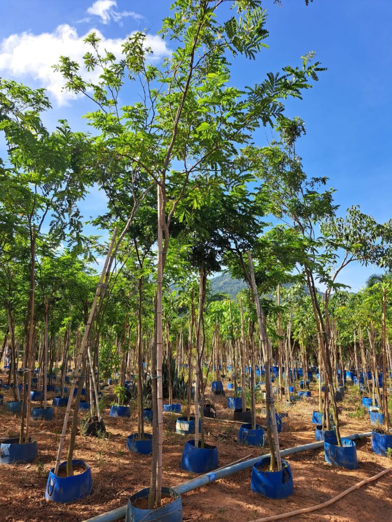 Biodiversidade Urbana: Atraindo Pássaros e Borboletas - ideia