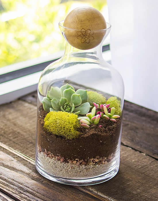 Terrário Reciclado em Garrafão de Vidro: Sustentabilidade Criativa - inspiração