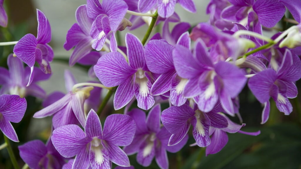 Orquídeas Combinadas com Pedras Decorativas: Um Jardim Zen em Miniatura - ideia