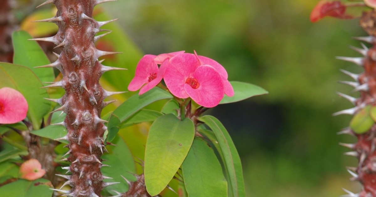 Coroa de Cristo Resistente: Flores Delicadas em Meio aos Espinhos - inspiração