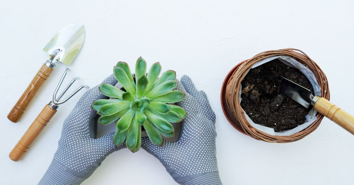 Adubo para Suculentas: Fórmula Específica para Plantas Resilientes e Cheias de Vida - detalhe