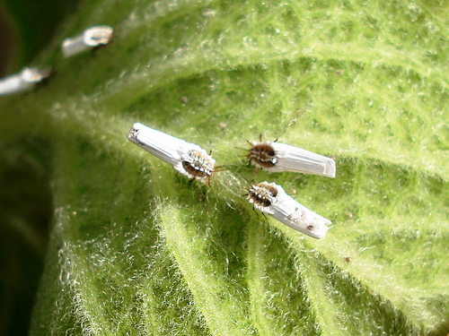 Com Cravo-da-Índia: Um Aroma que Repele Cochonilhas - ideia