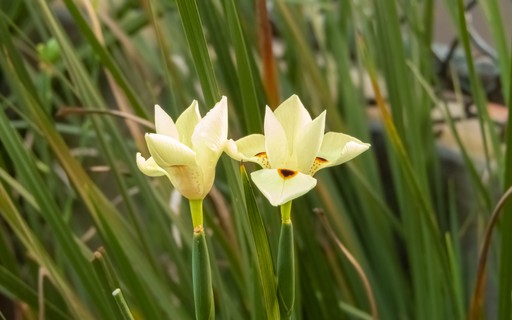 Moreias Elegantes: Flores Brancas que Iluminam Bordaduras e Canteiros - inspiração