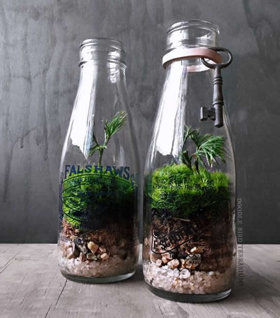 Terrário Reciclado em Garrafão de Vidro: Sustentabilidade Criativa - ideia