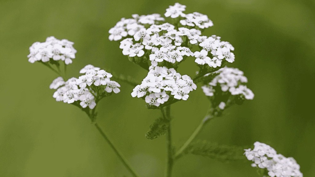 Cosmos Delicados: Buquês Despojados para Mesas Radiantes - ideia
