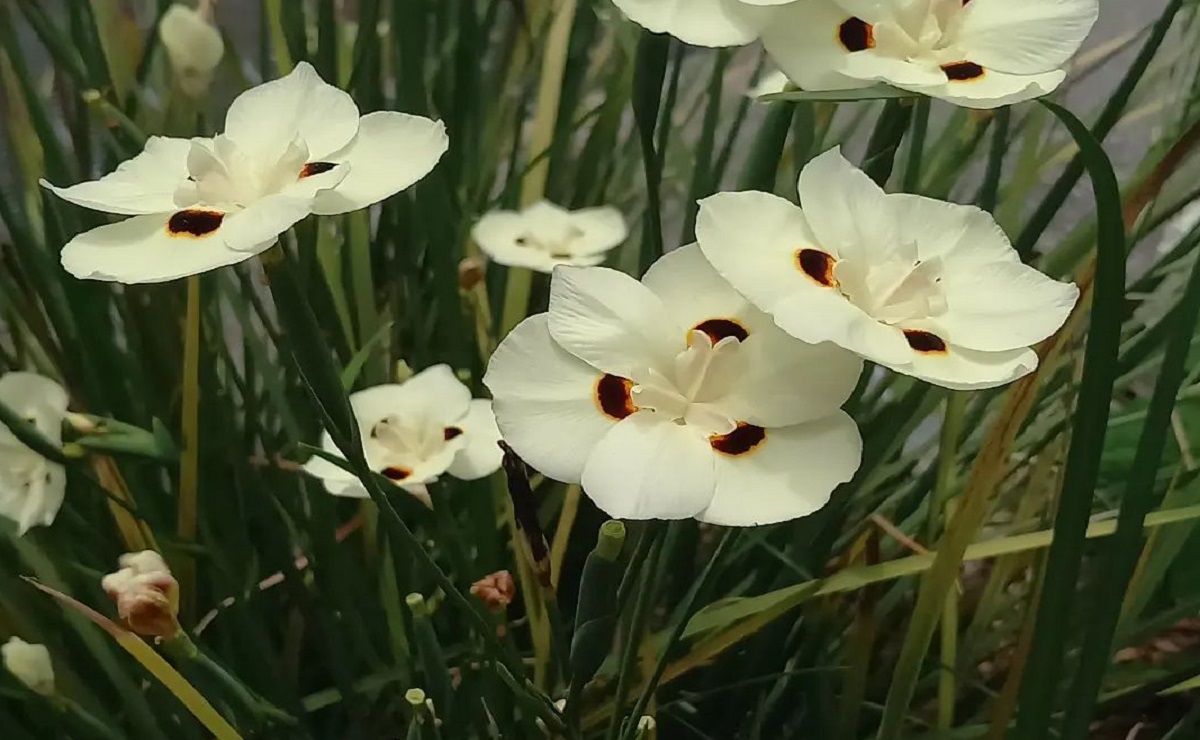 Moreias Elegantes: Flores Brancas que Iluminam Bordaduras e Canteiros - detalhe