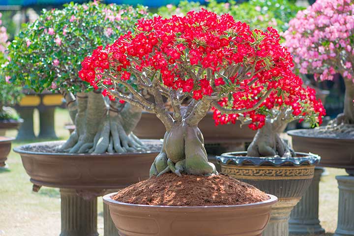 Rosas do Deserto Esculturais: Singularidade e Cores Vibrantes em Ambientes Contemporâneos - ideia