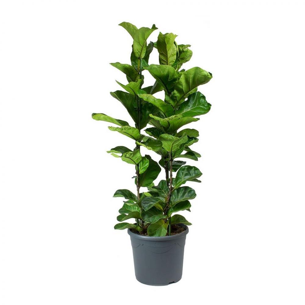Elegância Imponente com Ficus Lyrata: Um Clássico Repaginado - inspiração