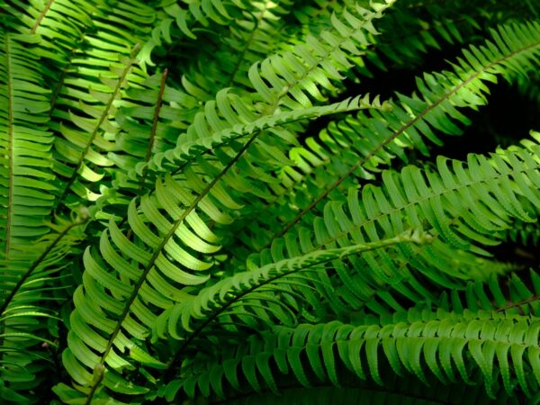 Com Extrato de Samambaia: Fortalecendo a Imunidade das Plantas - detalhe