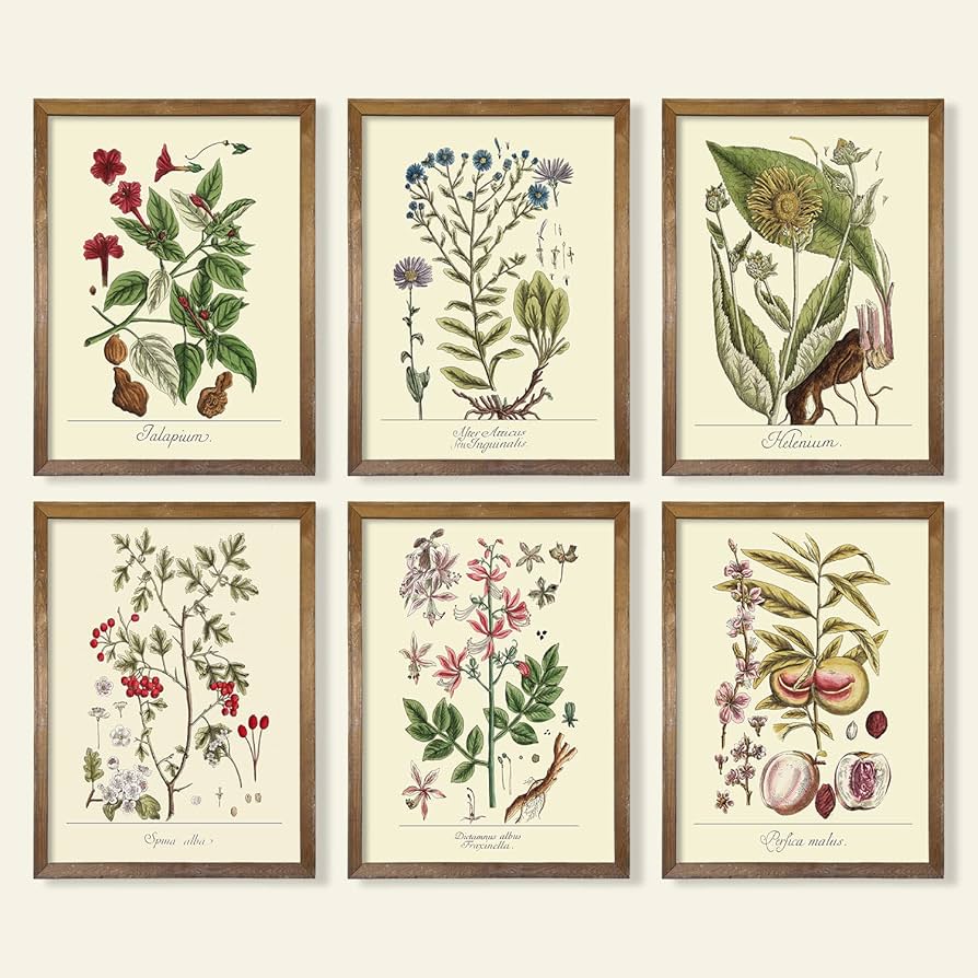 Quadros com Ilustrações Botânicas Vintage: Um Jardim Interior - inspiração