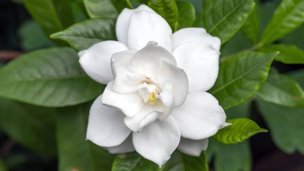 Aromaterapia Natural: Jardim de Ervas e Flores Perfumadas - detalhe