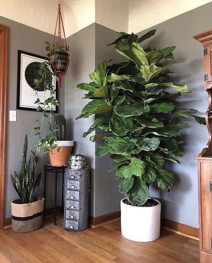 Elegância Imponente com Ficus Lyrata: Um Clássico Repaginado - detalhe