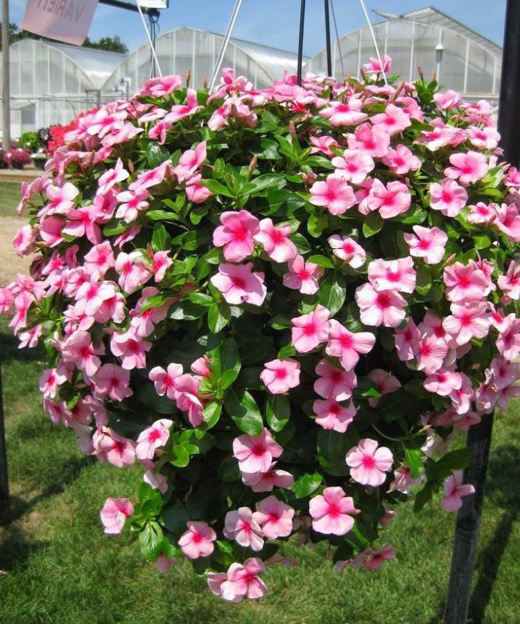 Vincas Singelas: A Beleza da Simplicidade em Flores que Amam o Sol - inspiração