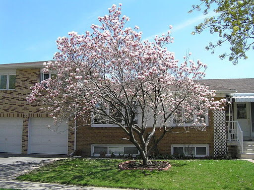 Mini Jardins Urbanos: Árvores em Vasos Criativos - inspiração