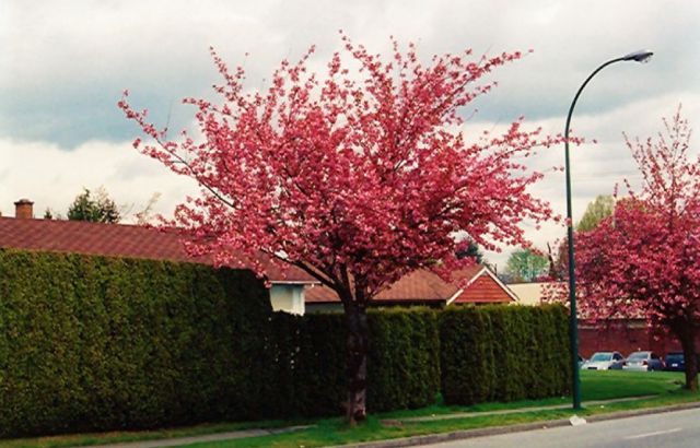 Com Flores Vibrantes: Um Toque de Cor na Sua Calçada - detalhe
