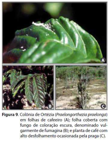 Com Borra de Café: Nutrição e Proteção para Suas Plantas - detalhe