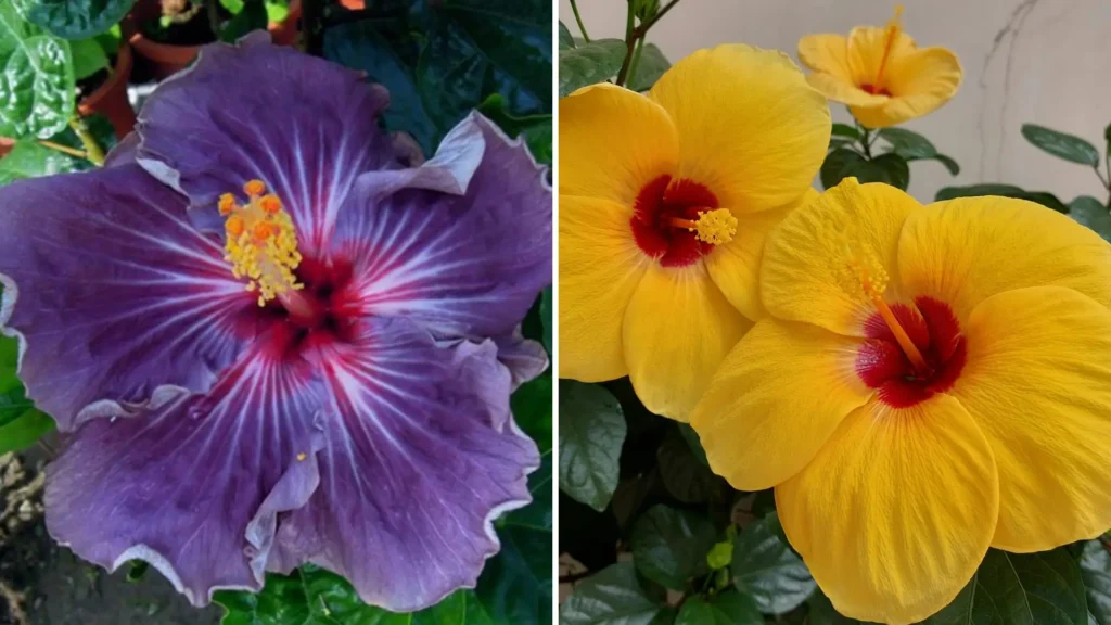 Toque Tropical com Flores de Hibisco Anão - detalhe