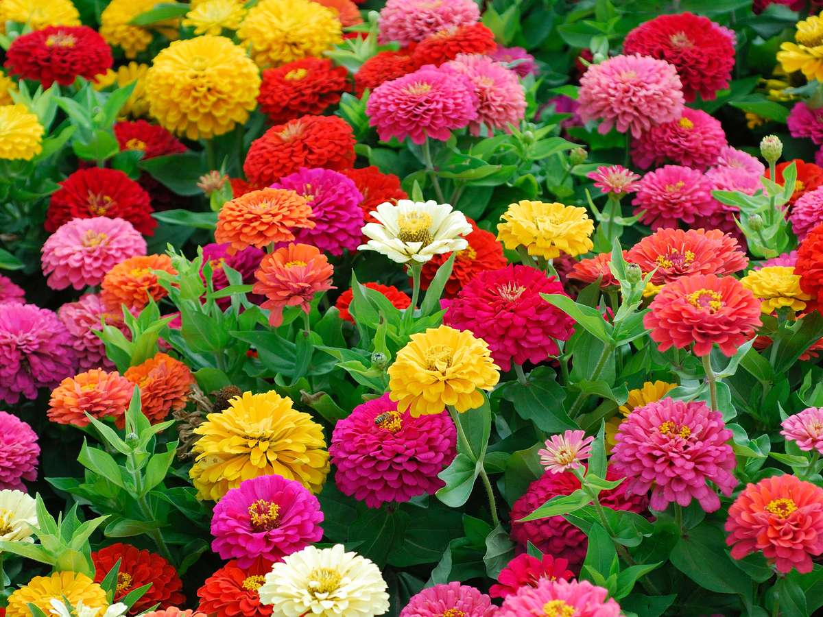 Zínias em Arco-Íris: Explosão de Cores em Vasos Criativos - inspiração