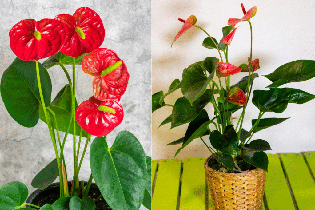 Antúrios Modernos: Elegância Tropical em Arranjos Minimalistas - inspiração