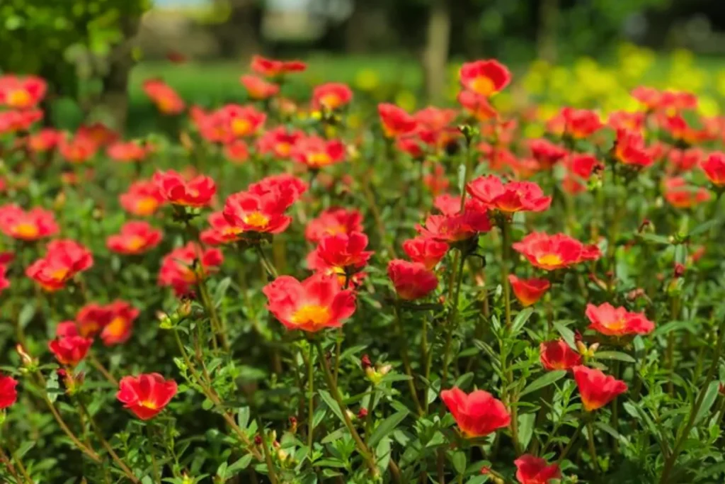 Girassóis Radiantes: Alegria Campestre para Varandas e Jardins - detalhe