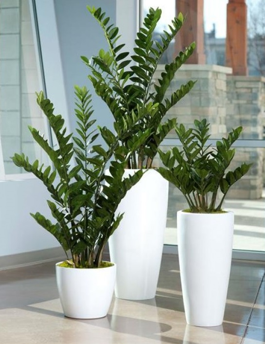 Com Zamioculcas em Vasos Minimalistas: Elegância e Facilidade - ideia