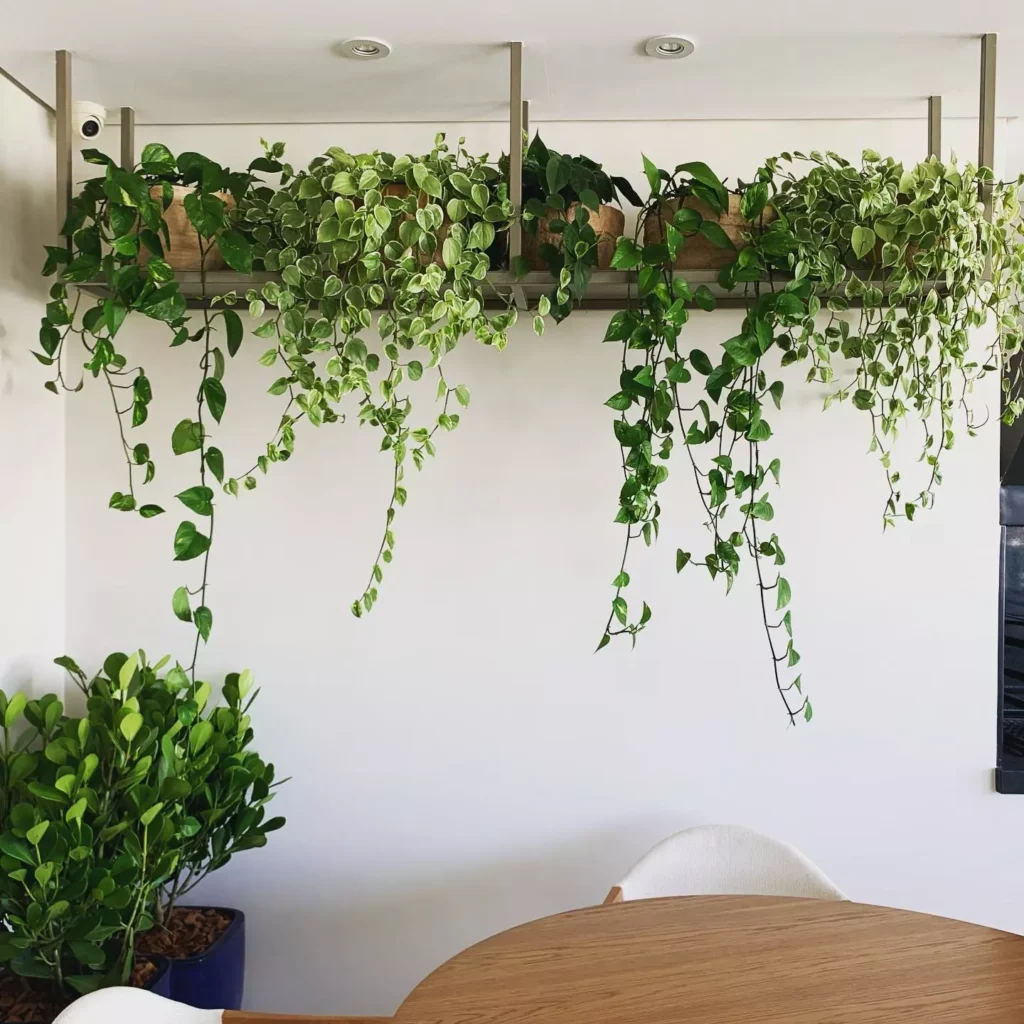 No Varal Luminoso: Plantas e Luzes em Harmonia - ideia