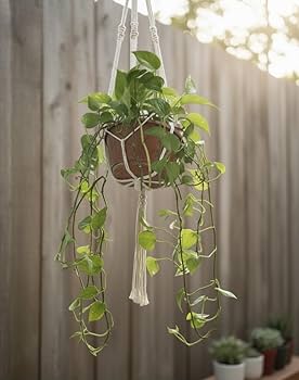 Paisagismo Aéreo com Macramê: Charme Boho Suspenso - detalhe