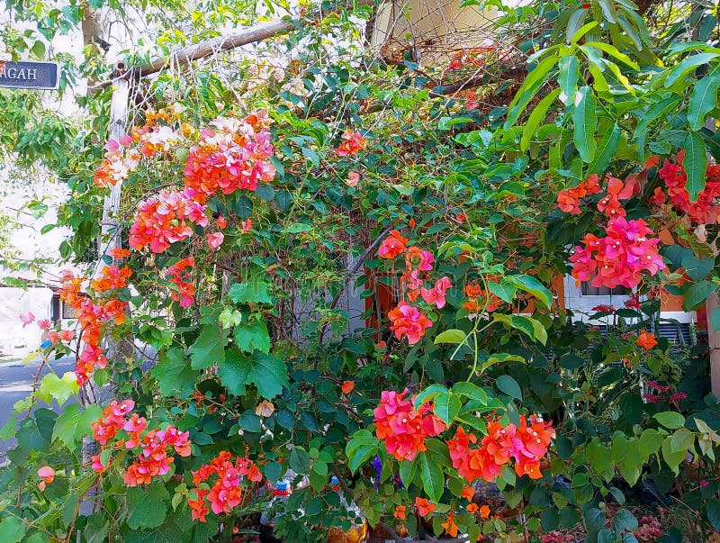 Primavera Cascata: Um Muro de Flores Vibrantes e Exuberantes - detalhe