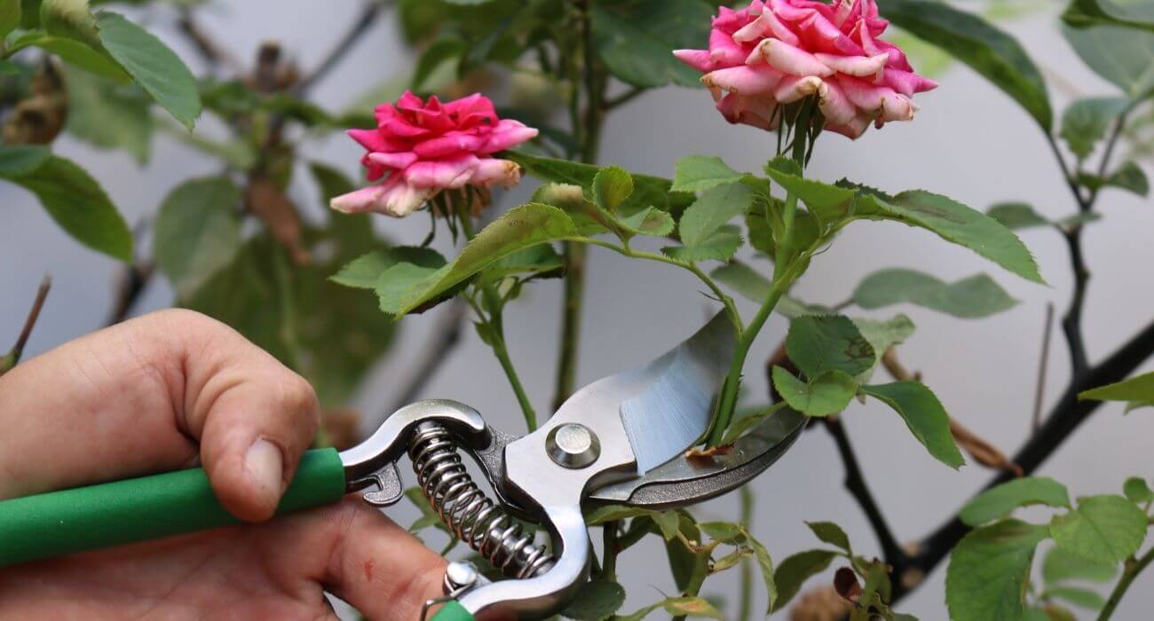 Roseiras Miniatura: Poda Estratégica para Micro Flores - inspiração