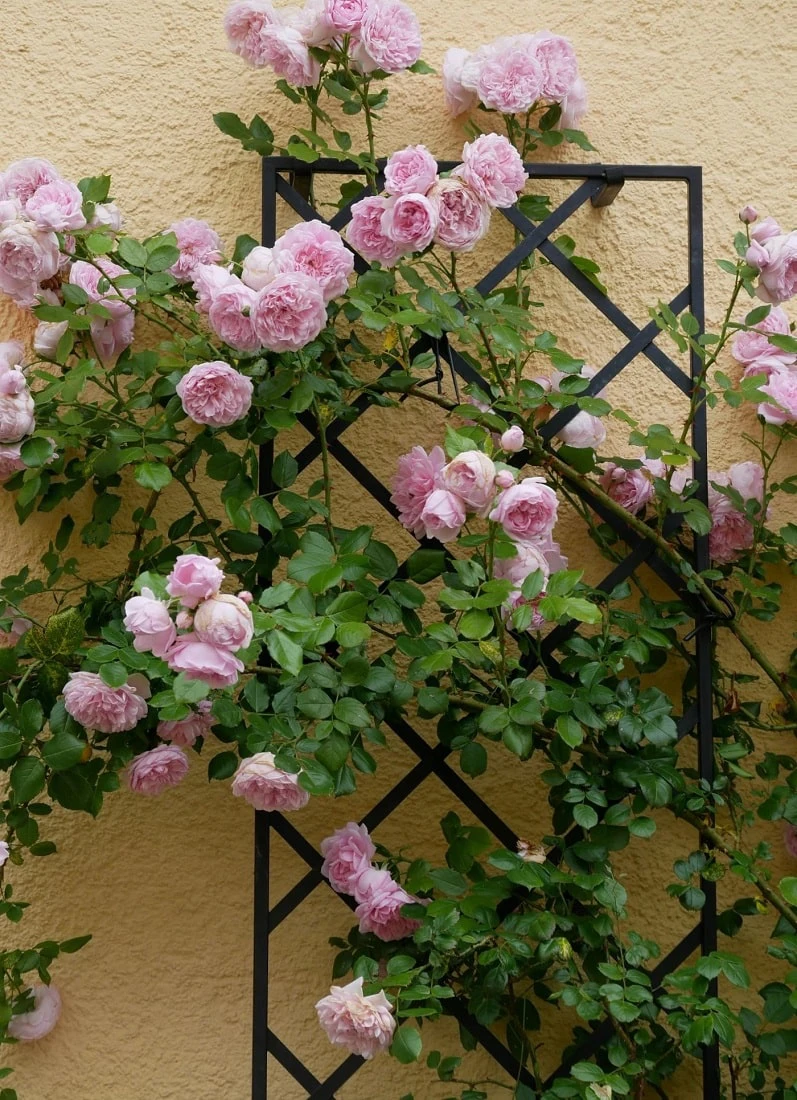 Toque Romântico: Vedação com Treliças e Rosas - detalhe
