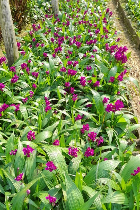 Aromaterapia Natural: Jardim de Ervas e Flores Perfumadas - ideia