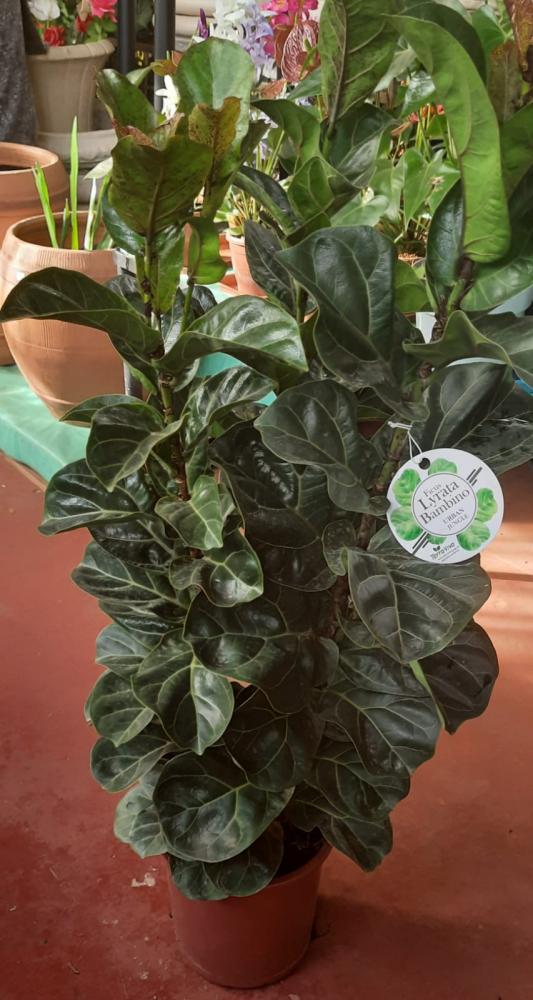 Elegância Imponente com Ficus Lyrata: Um Clássico Repaginado - ideia