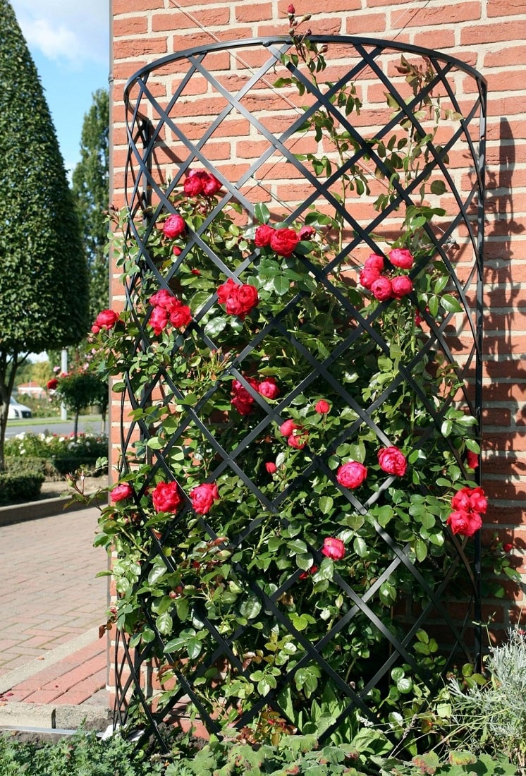Toque Romântico: Vedação com Treliças e Rosas - ideia