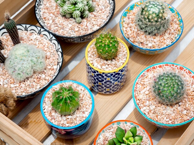 Cachepots de Cerâmica Artesanal com Cactos Exóticos: Detalhes que Contam Histórias e Refletem Sua Essência - detalhe