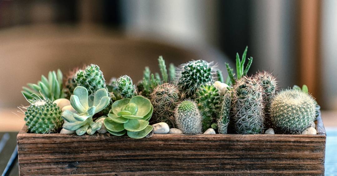 Cachepots de Cerâmica Artesanal com Cactos Exóticos: Detalhes que Contam Histórias e Refletem Sua Essência - ideia