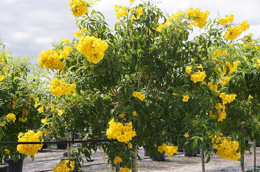 Mini Jardins Urbanos: Árvores em Vasos Criativos - detalhe