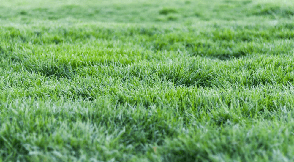 Gramado com Espécies Nativas: Respeito ao Meio Ambiente e Facilidade de Manutenção - inspiração