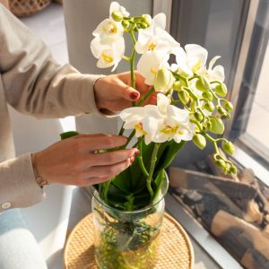 Minimalismo Moderno: Orquídeas em Vasos de Vidro Transparente - ideia