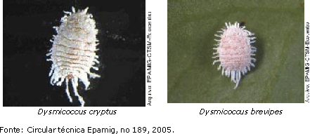 Com Borra de Café: Nutrição e Proteção para Suas Plantas - ideia