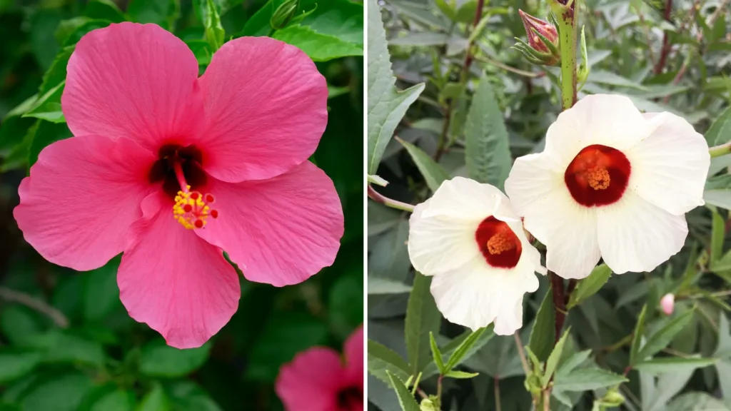 Toque Tropical com Flores de Hibisco Anão - ideia