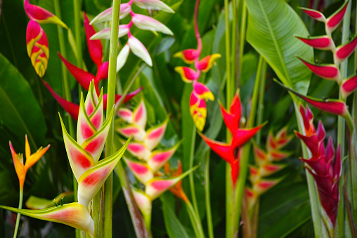 Explosão Tropical: Canteiros Vibrantes com Hibiscos e Heliconias - ideia