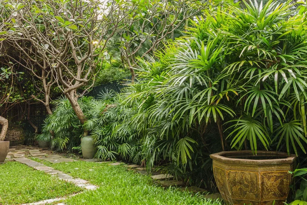 Cantinho Tropical com Palmeira-Ráfia: Um Oásis Particular - inspiração