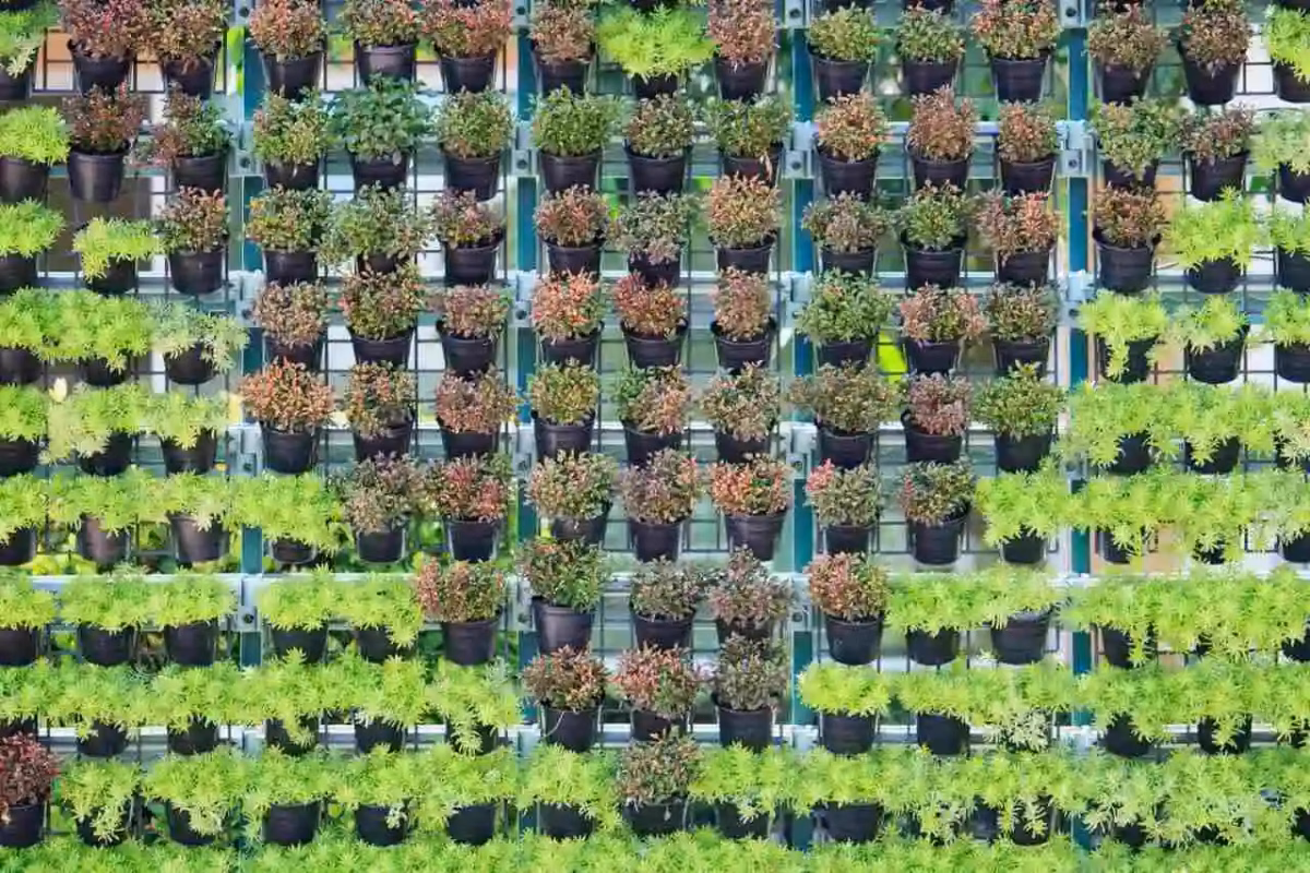 Jardim Vertical de Ervas Medicinais: Saúde e Sabor Sempre à Mão! - detalhe