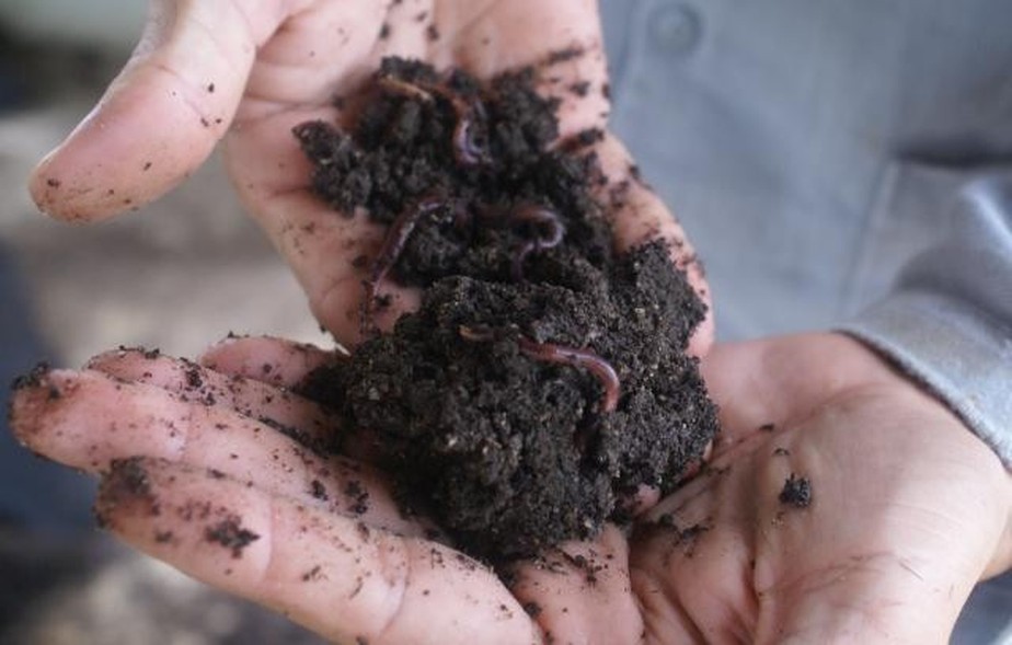 Adubação com Húmus de Minhoca: O Segredo para o Crescimento Exuberante - detalhe